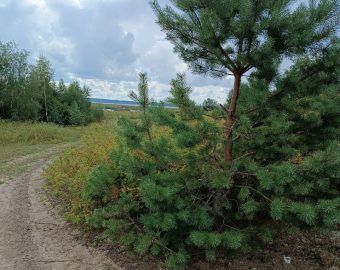 Туртропа «Галичское Заозерье»