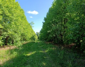 Липовая аллея в Кологривском училище_фото А.Фишер