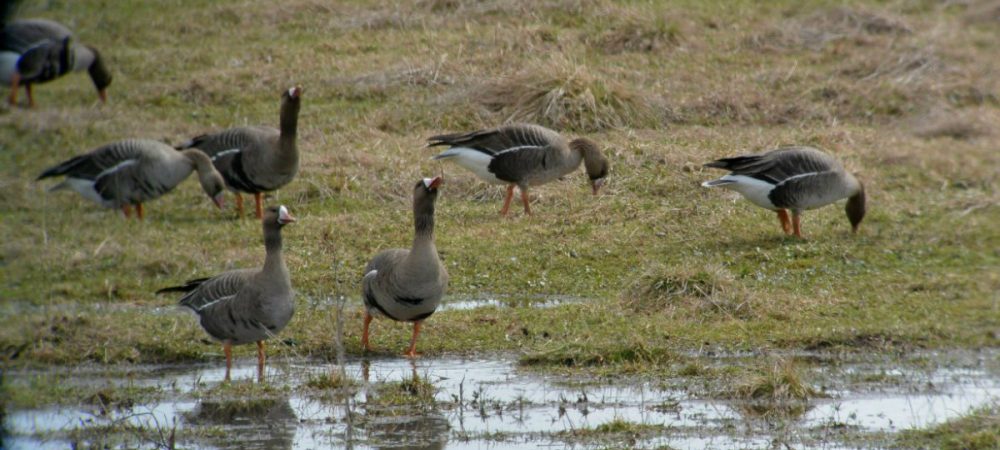 Раз в году понаблюдать за перелетными гусями можно в Кологриве